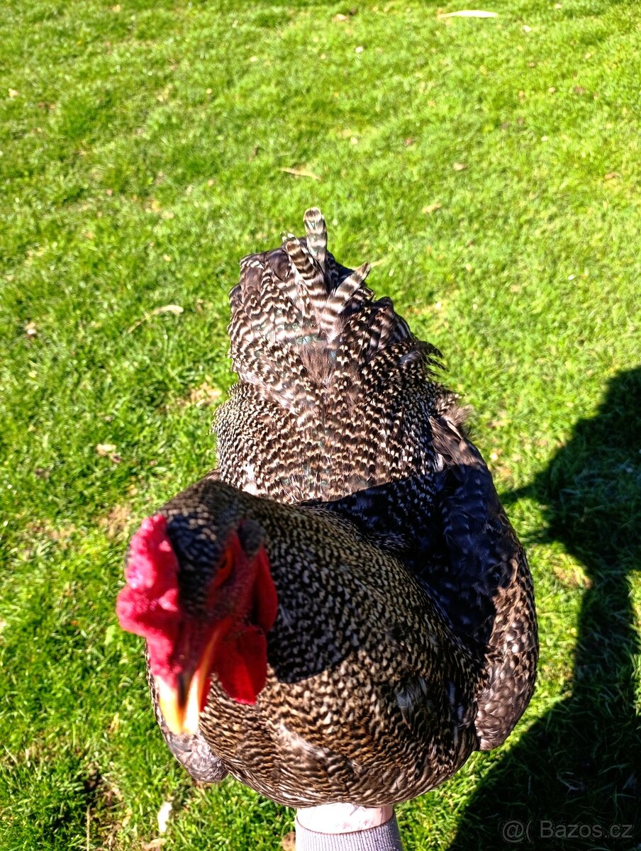 Kohout Brahmánky - 3