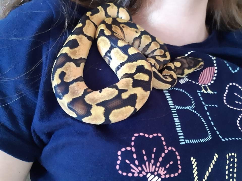 Krajta královská - python regius - 3