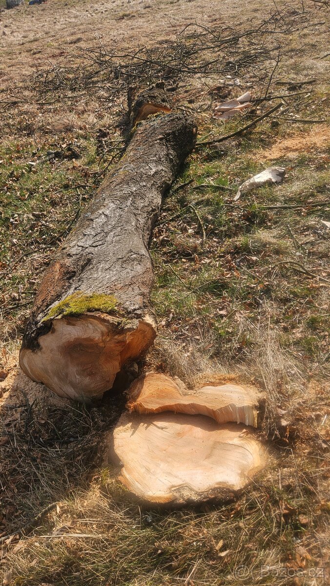 Třešeň, Jasan = kmen - 3