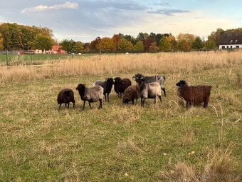 PRODÁM JEHŇATA - 3