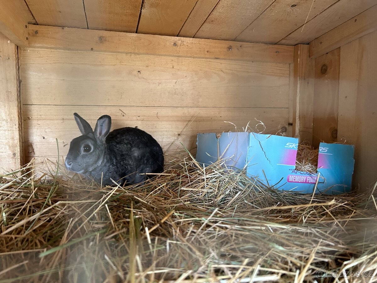 Temer nová velká králíkárna 4K - 3