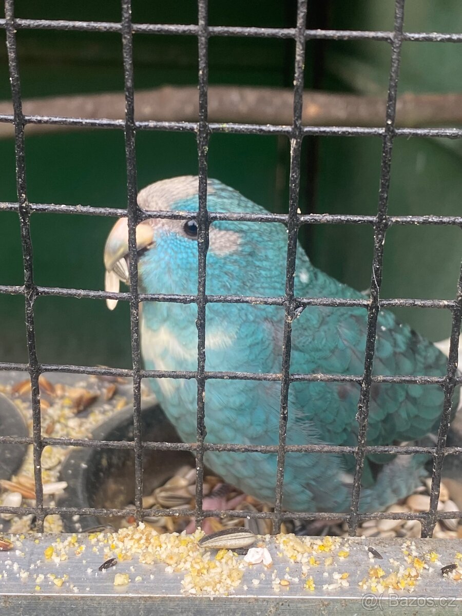 Kakariki modrý a modré straky - 3