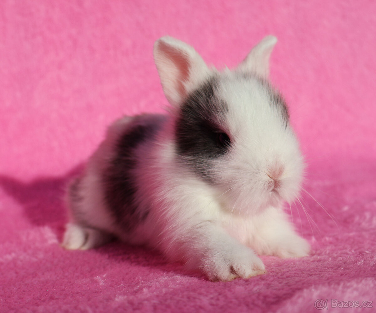 Zakrslý krátkouchý králíček , WO samička - 3