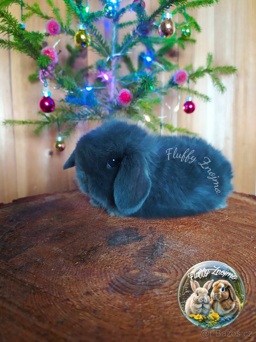 Zakrslí králíčci ze Znojma minilop - 3