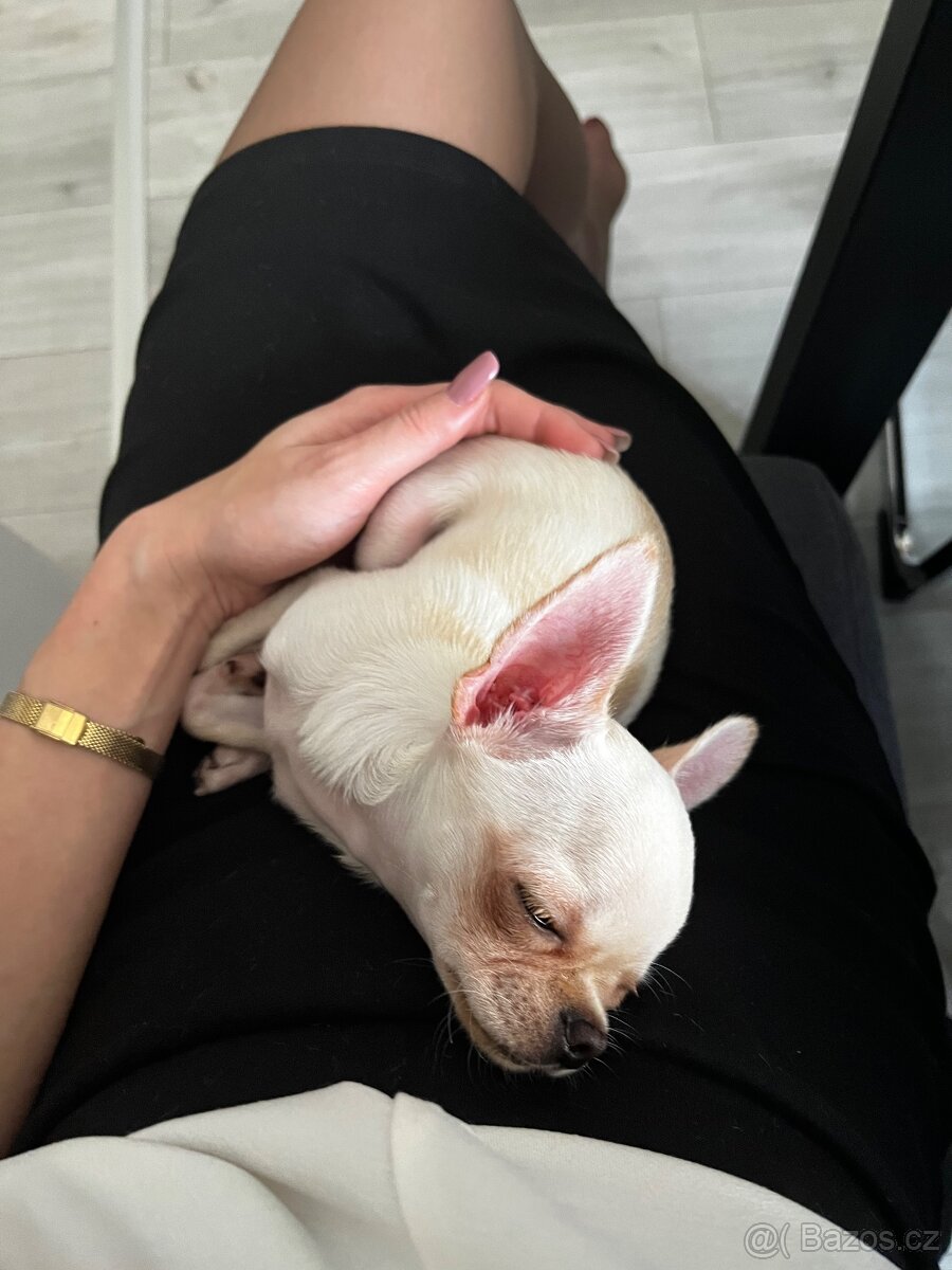 Čivava s PP ke krytí - 3