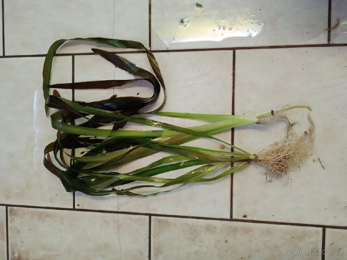 akvarijní rostliny - 3