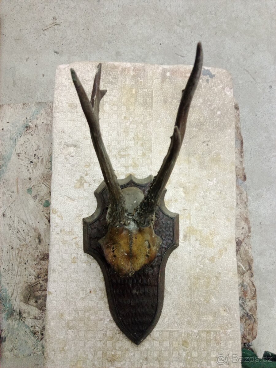 myslivecké trofeje-parohy, parůžky - 3
