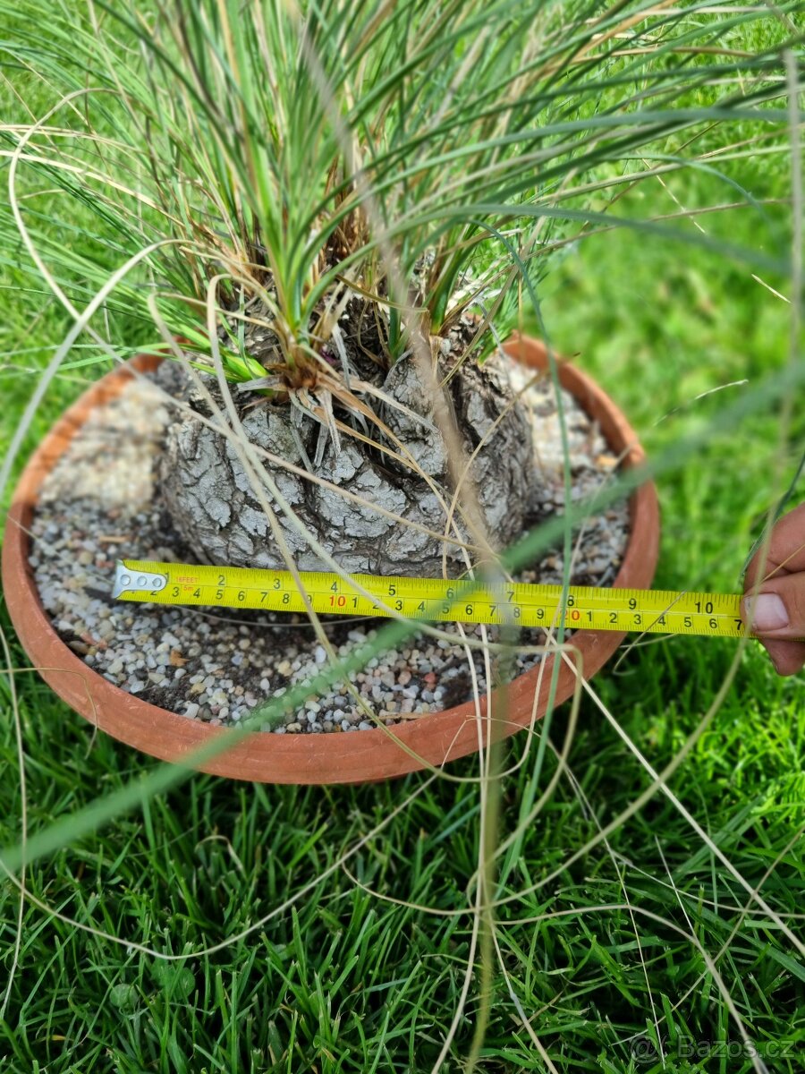 Calibanus hookeri - 3