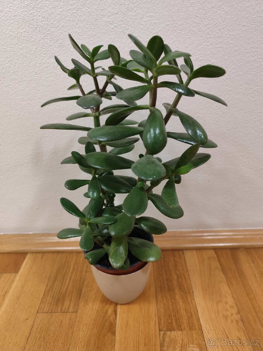 Tlustice vejčitá - 3