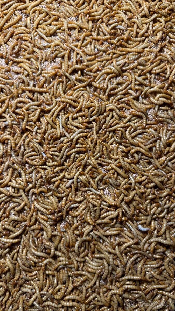 Moučný červ - živé - 3