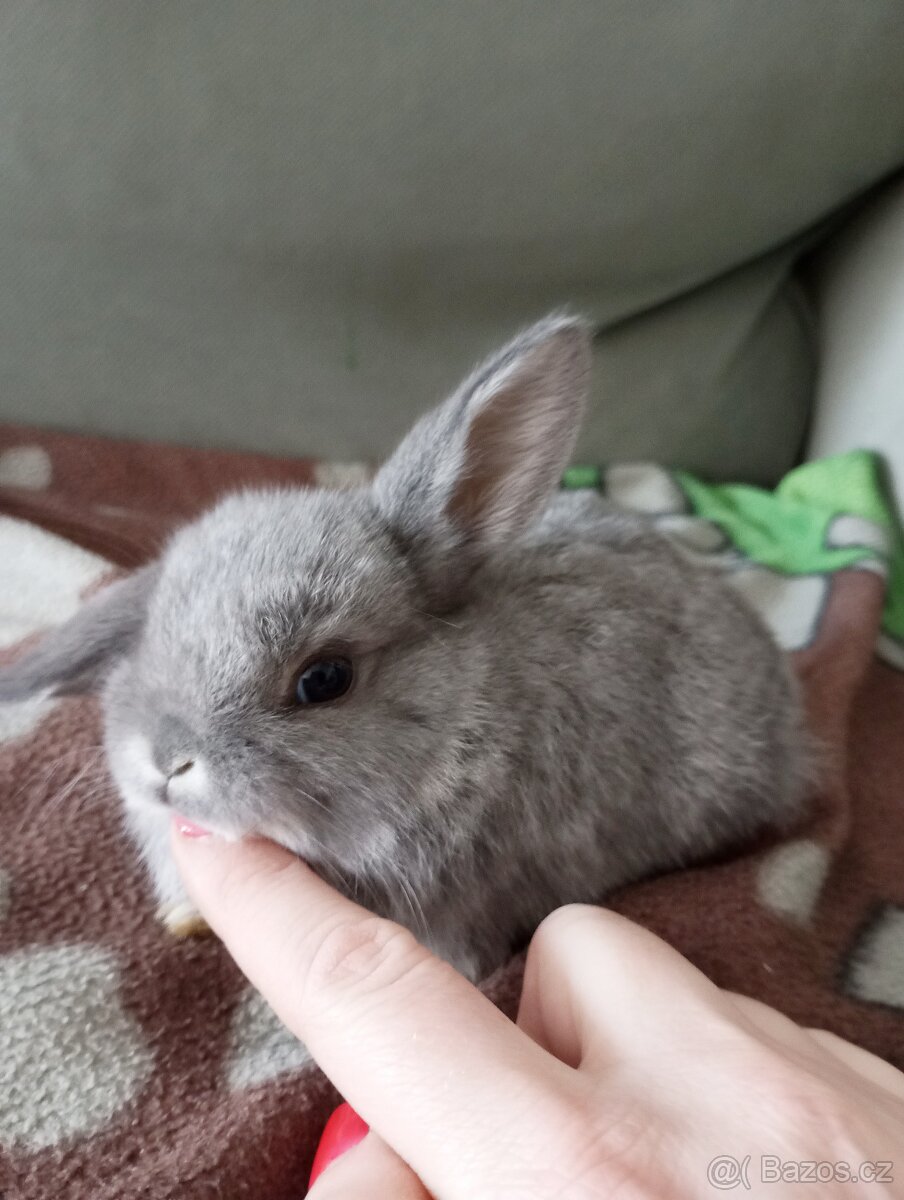 Zakrslý beránek králíček - 3