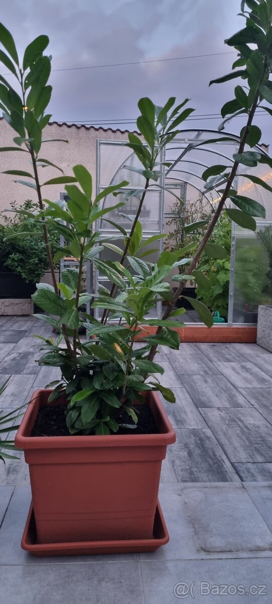 Bobkovišen 180cm + - 3