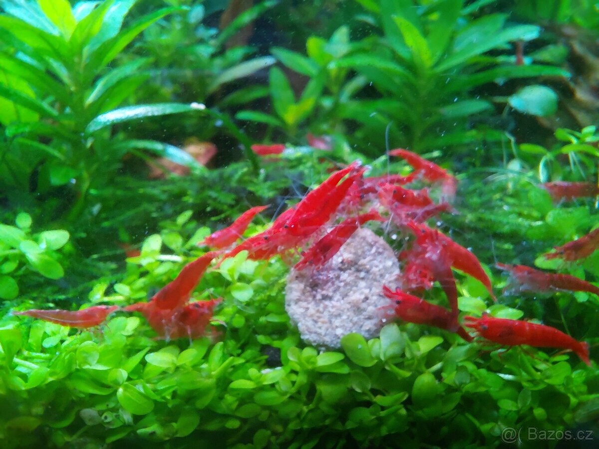 Krevetky Neocaridina Davidi var. Red Cherry - 3