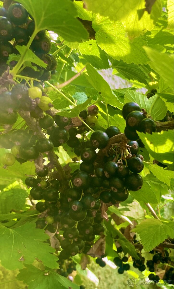 Marmeláda z černého rybízu – 80% ovoce, 20% květového medu - 3