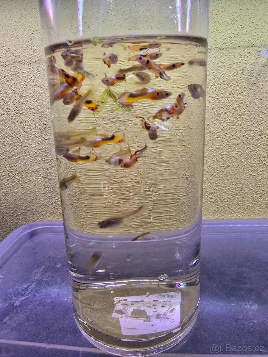 Endlerky MIX Brno/Pohořelice Živorodky - 3