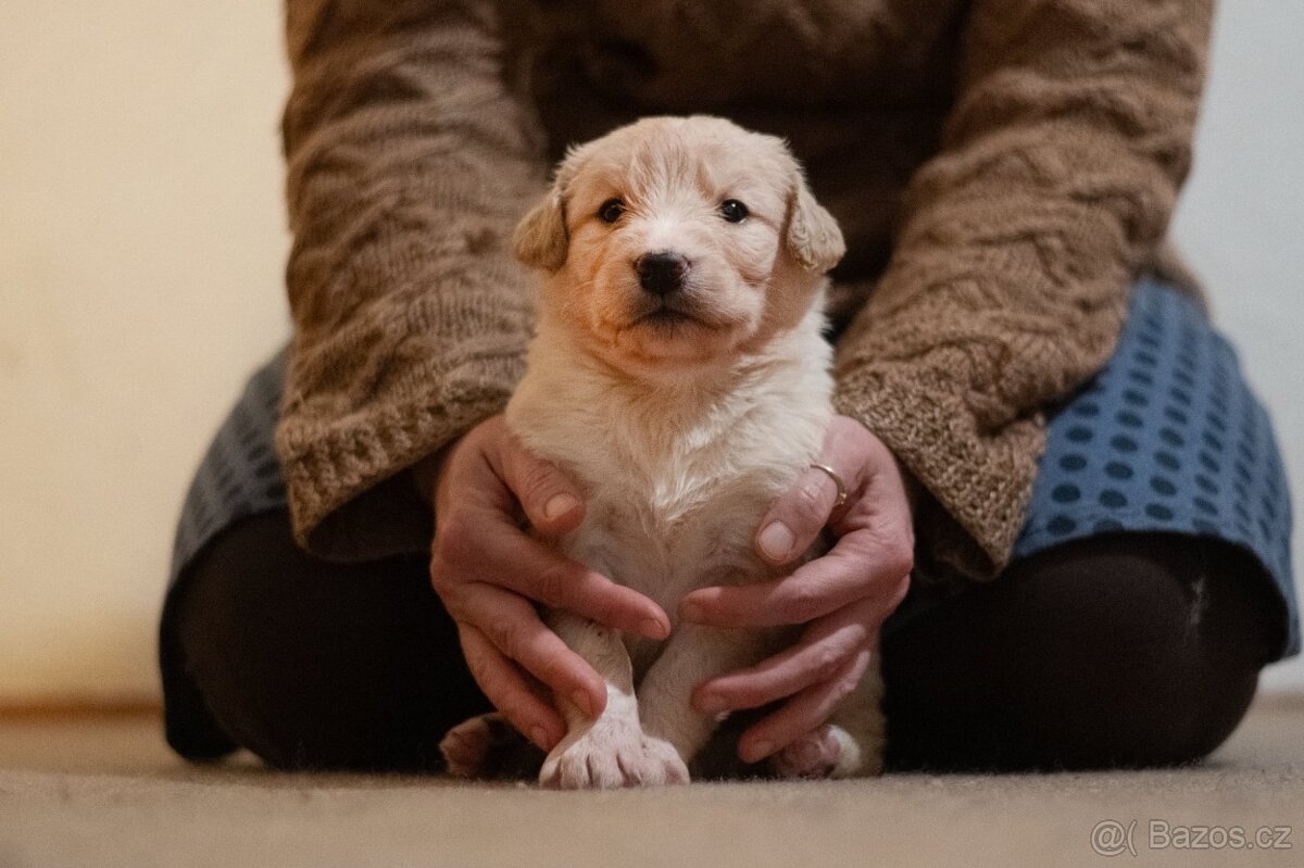 Štěňata kříženci, středně velcí - 3