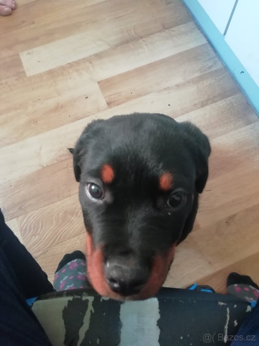Prodám štěně rotvajlera - 3