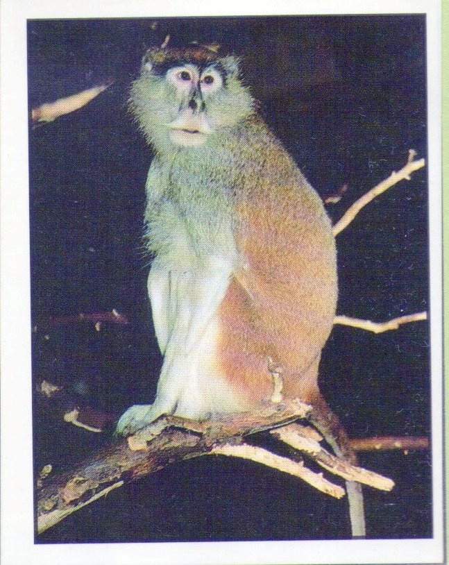 Encyklopedie ohrožených zvířat WWF Lutra Panini (1991) - 3