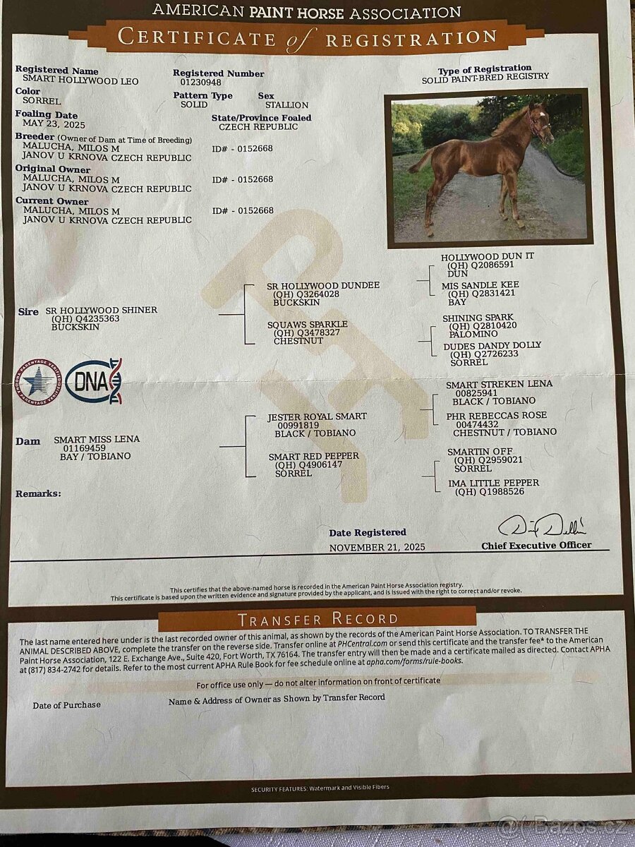 Prodej hřebečka APH - 3