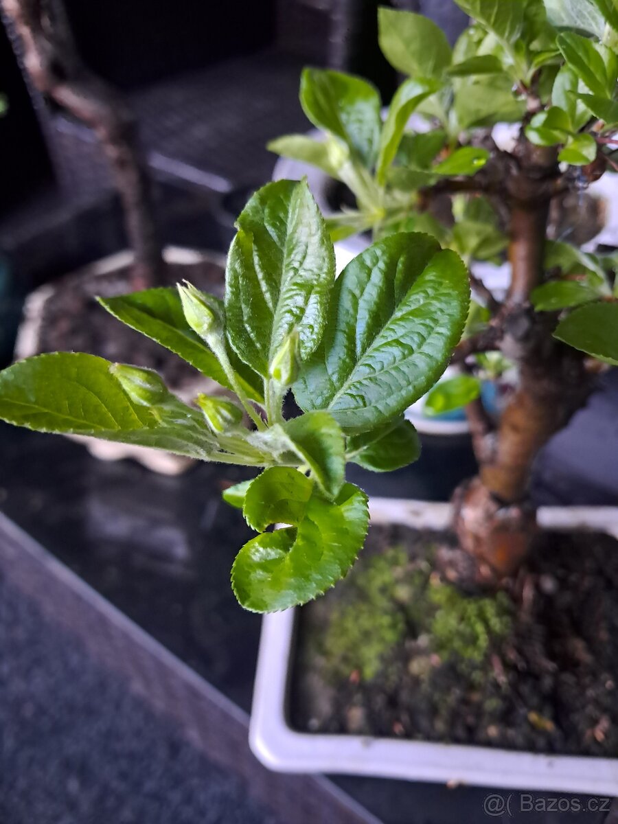 Bonsaj bonsai Jabloň - 3