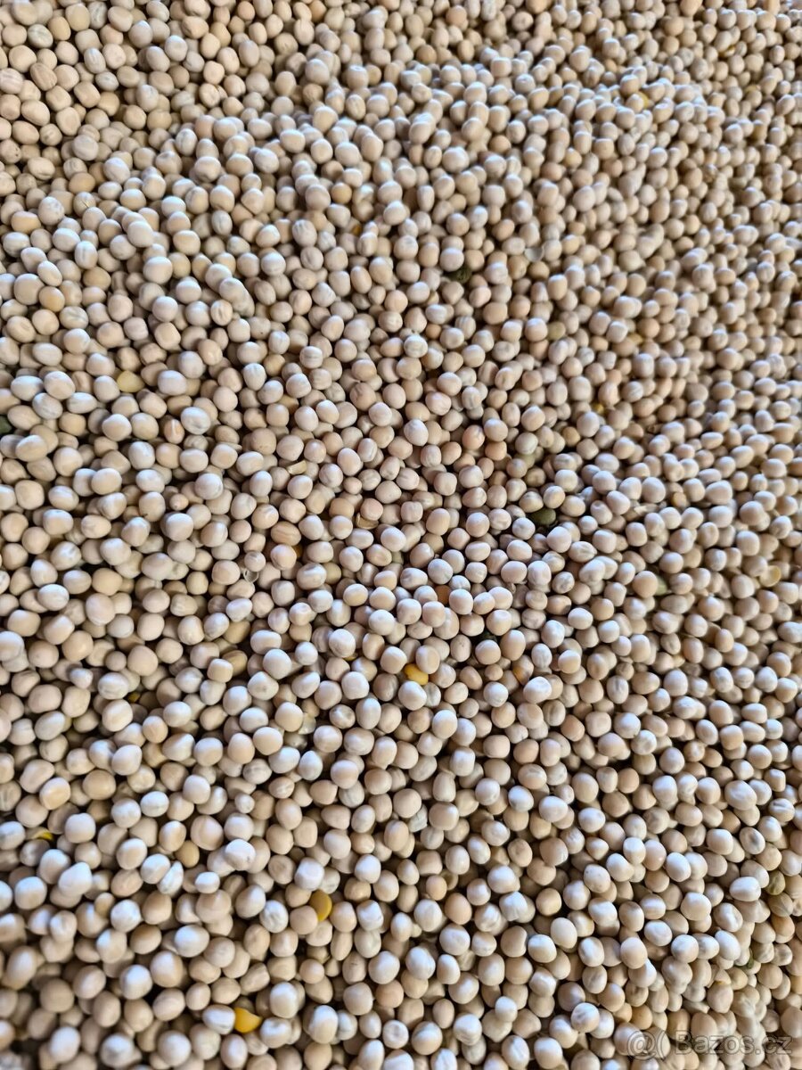 Hrách žlutý čištěný - 3