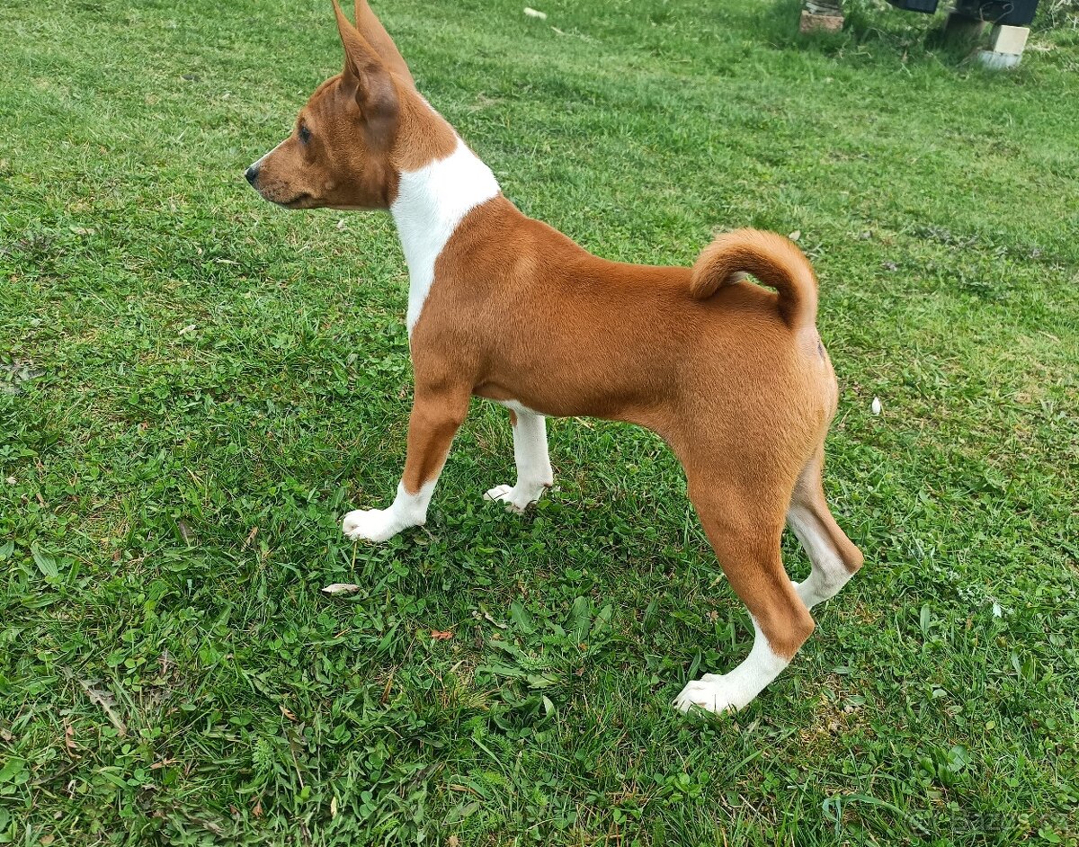 Basenji - štěňata bez pp - 3