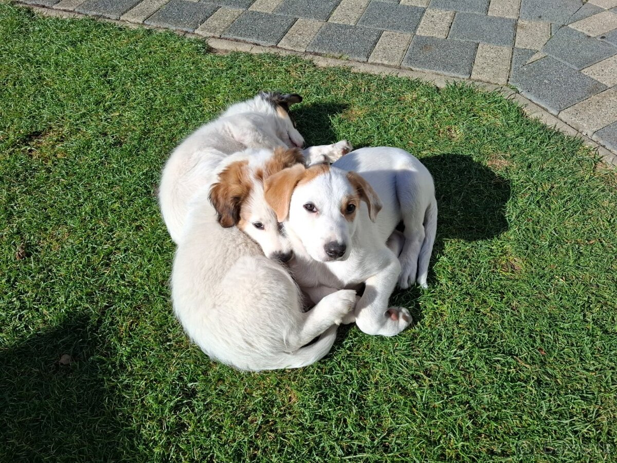 Predám šteniatka - 3