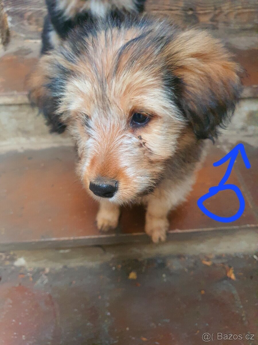 stene krizenec borderkolie× bretansky ohar/holandsky pinc - 3