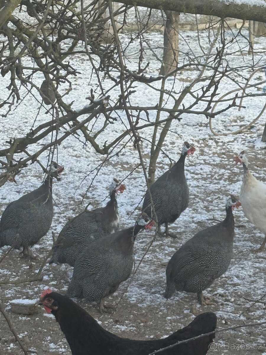 Máme na prodej mladé a okouzlující kohoutky — galantní, čilí - 3