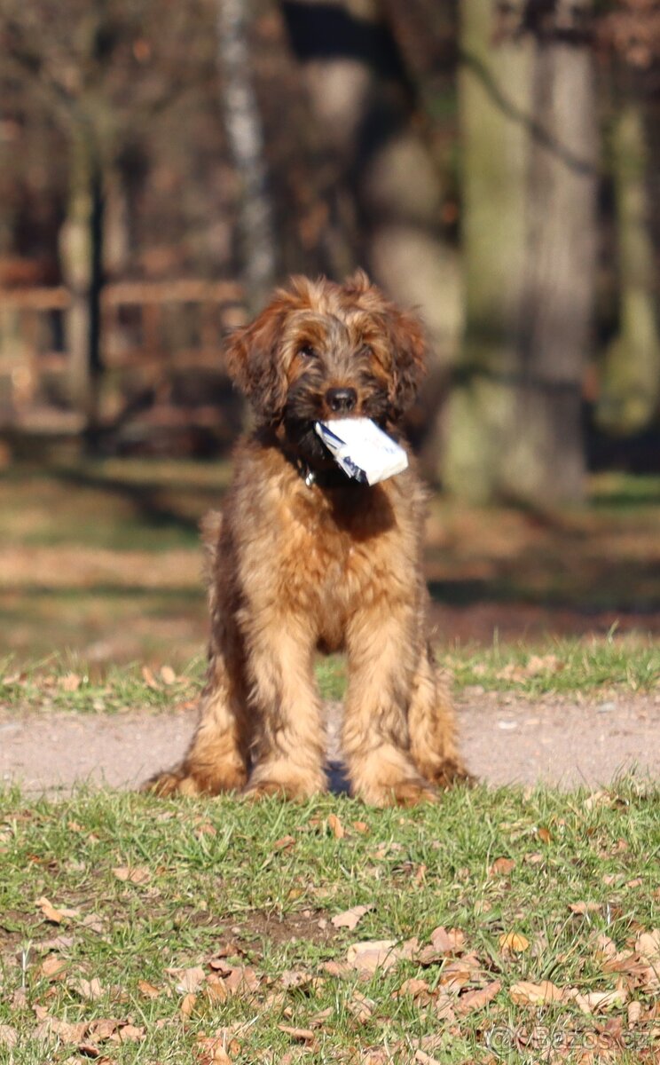 BRIARD PLAVÝ KLUK - 3