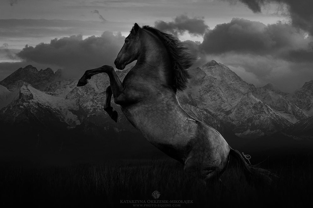 Koupím mladého koně - 3