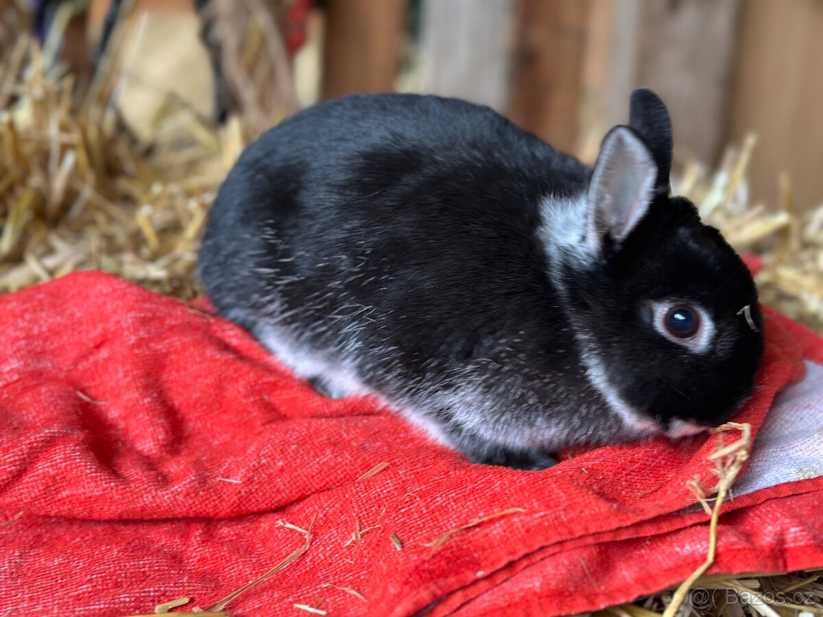 Zakrslý králík - 3