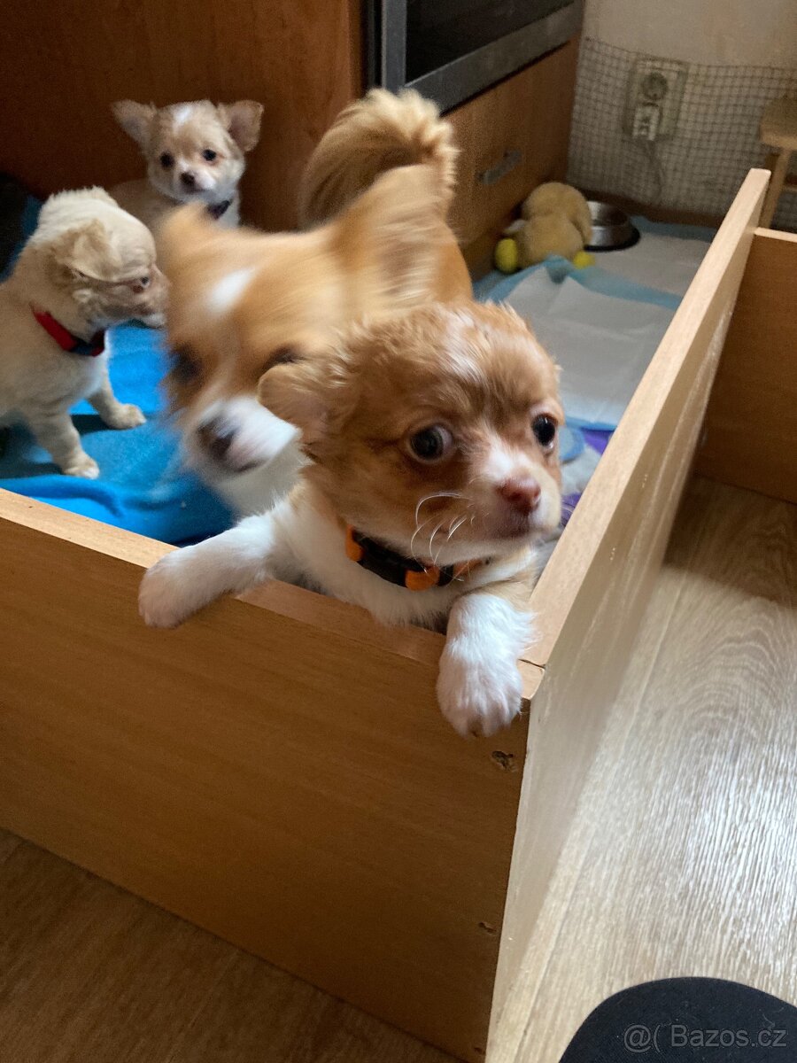 Čivava stáří 7 týdnů - 3