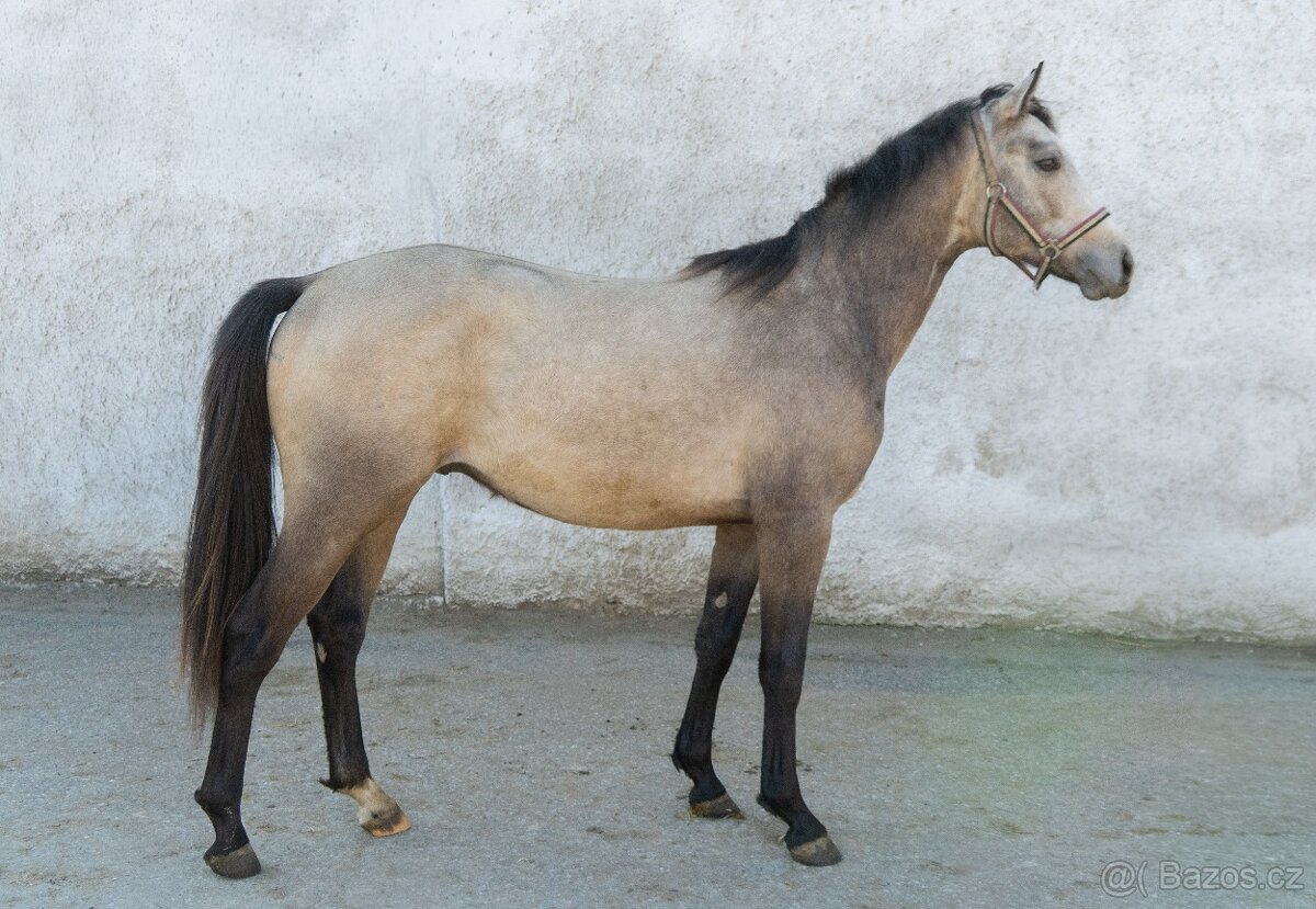 Dvouletí hřebci - 3