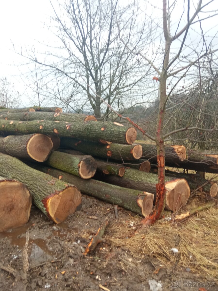 Dubová kulatina - 3