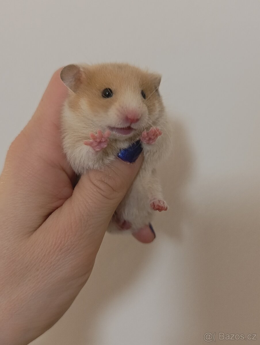 Syrský křeček - 3