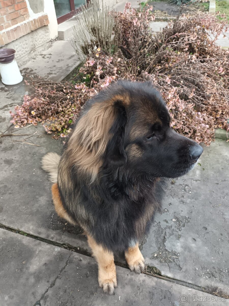 leonberger ke krytí - 3