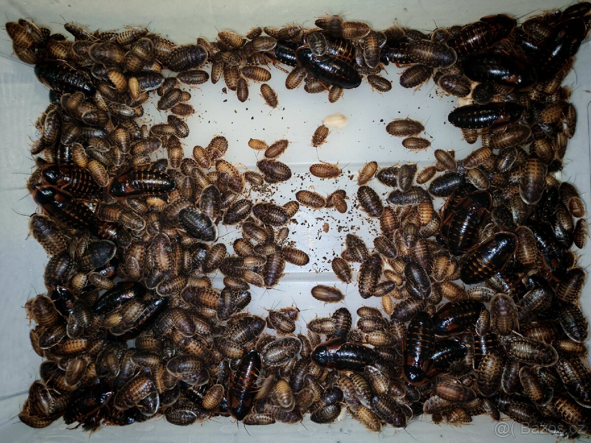 Šváb argentinský - 3