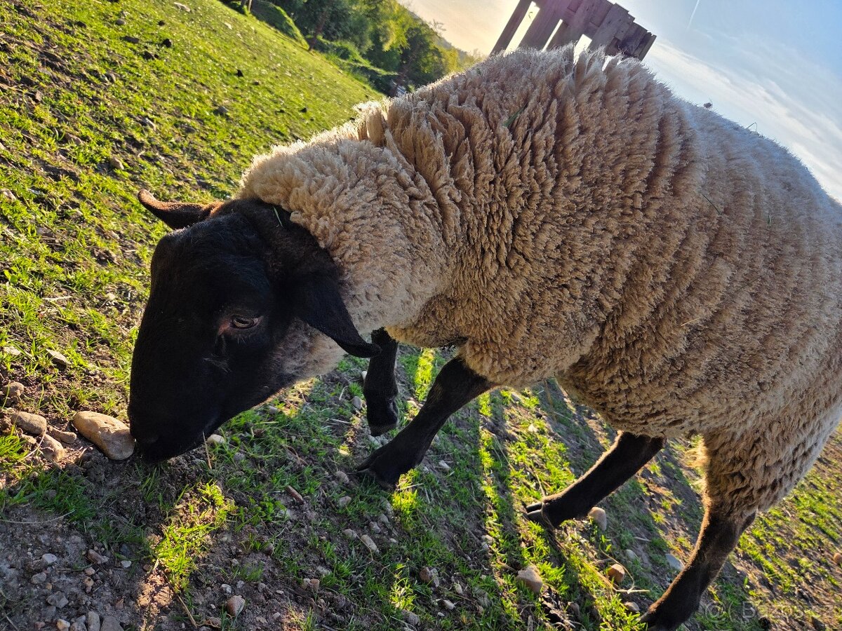 Beran Suffolk - 3