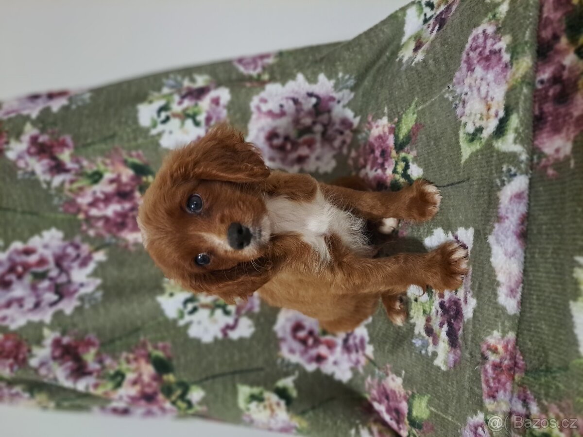 Cavapoo - 3
