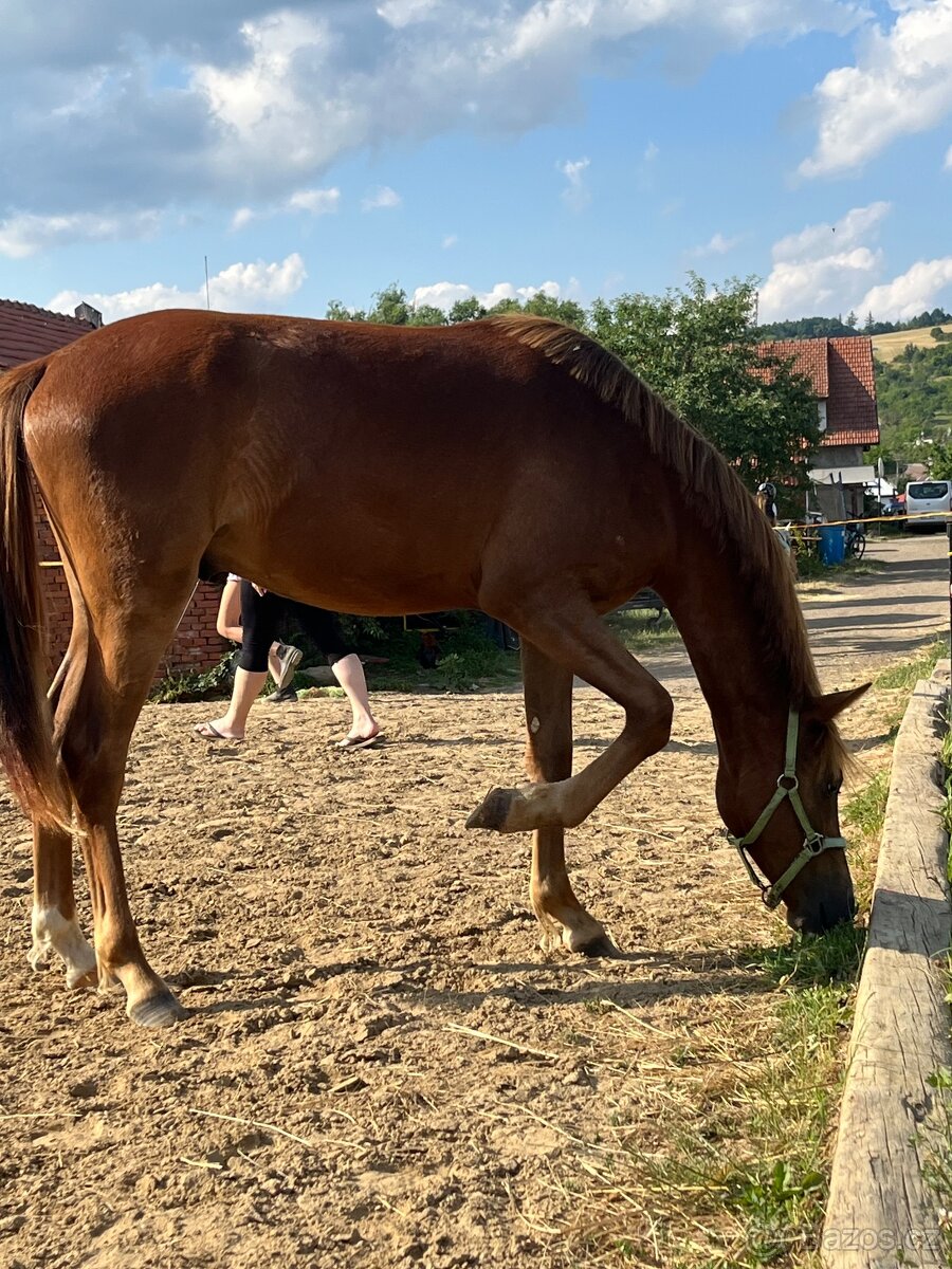 Prodám roční Pony - 3