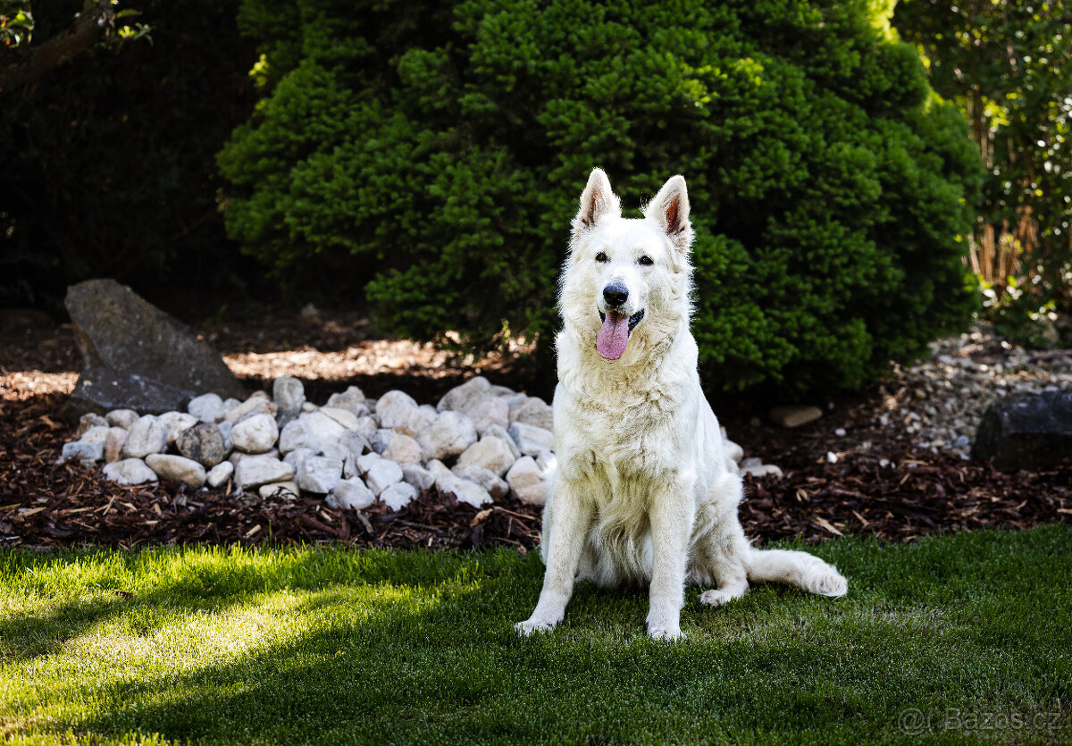 Štěňátka - bílý švýcarský ovčák - 3