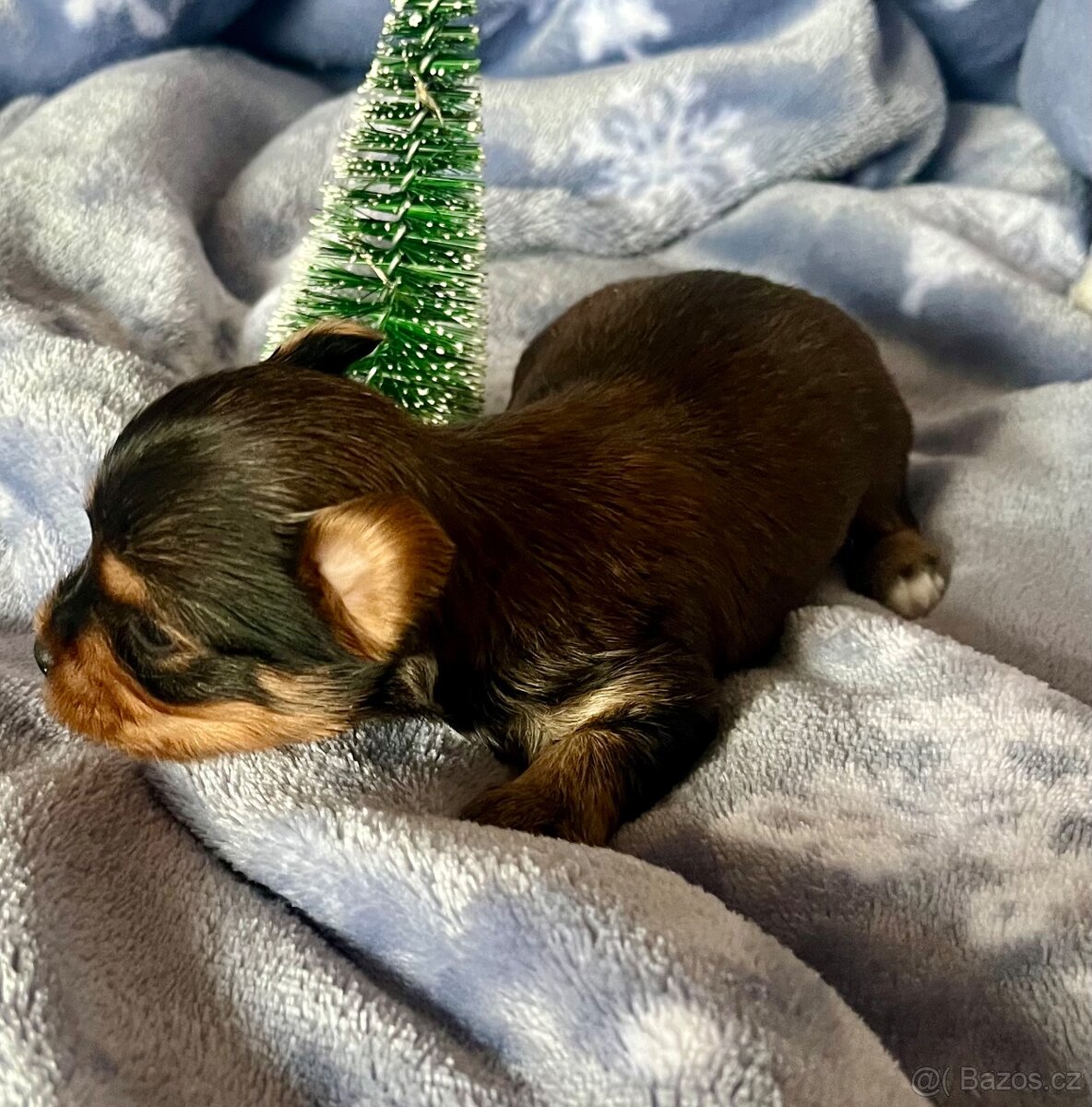 Jorkšírský teriér - 3