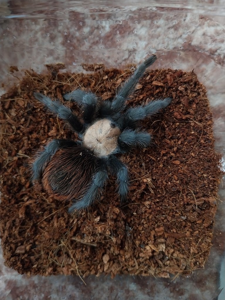 Sklípkan Brachypelma albiceps - samička - 3