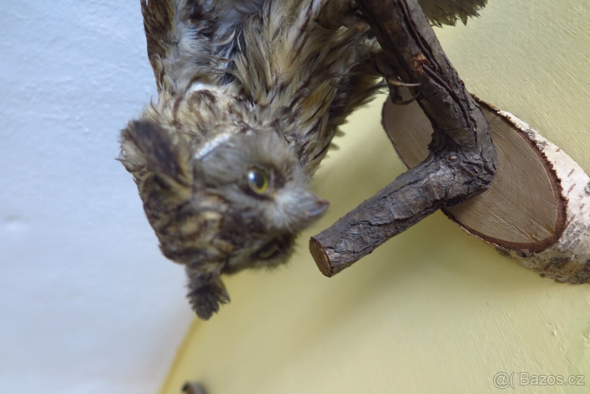 Srnčí parůžky - 3