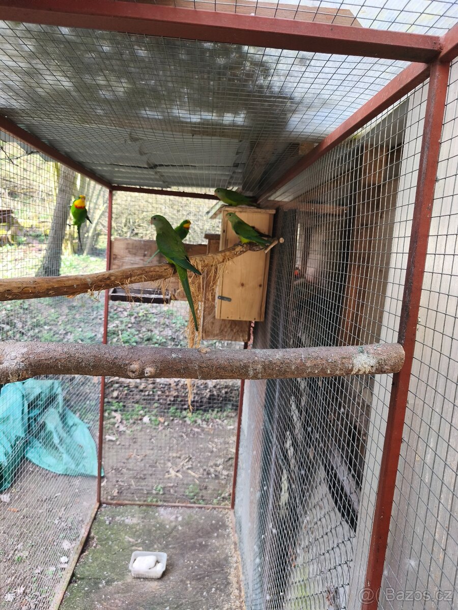 Papoušek Nádherný - 3