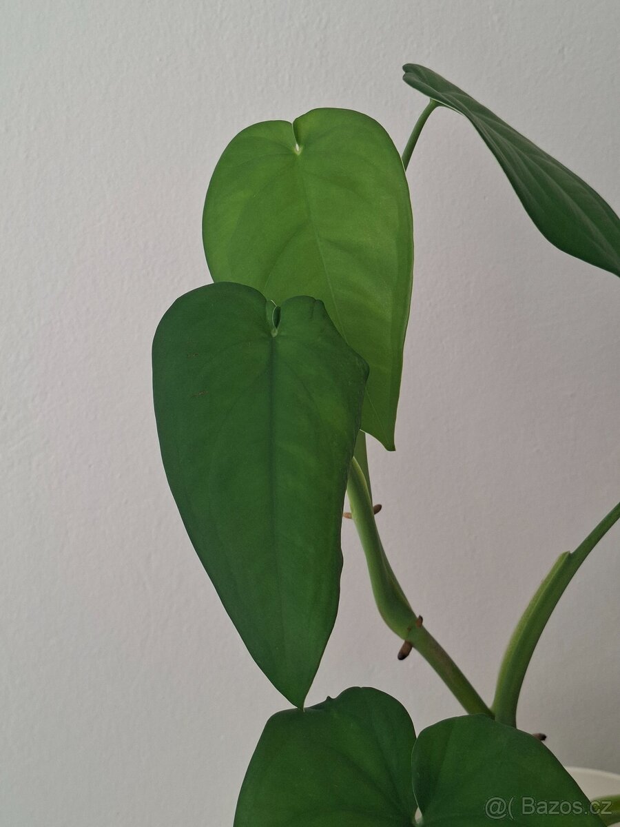 Syngonium chiapense - 3