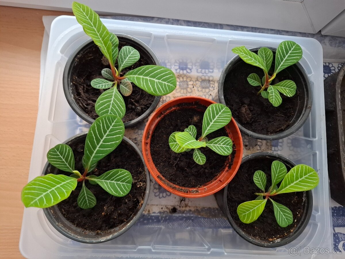 Pryšec Běložilný - 3