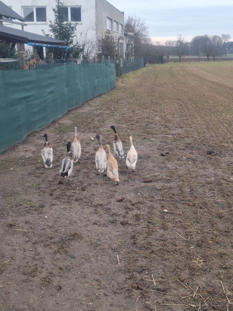 Indický běžci - 3