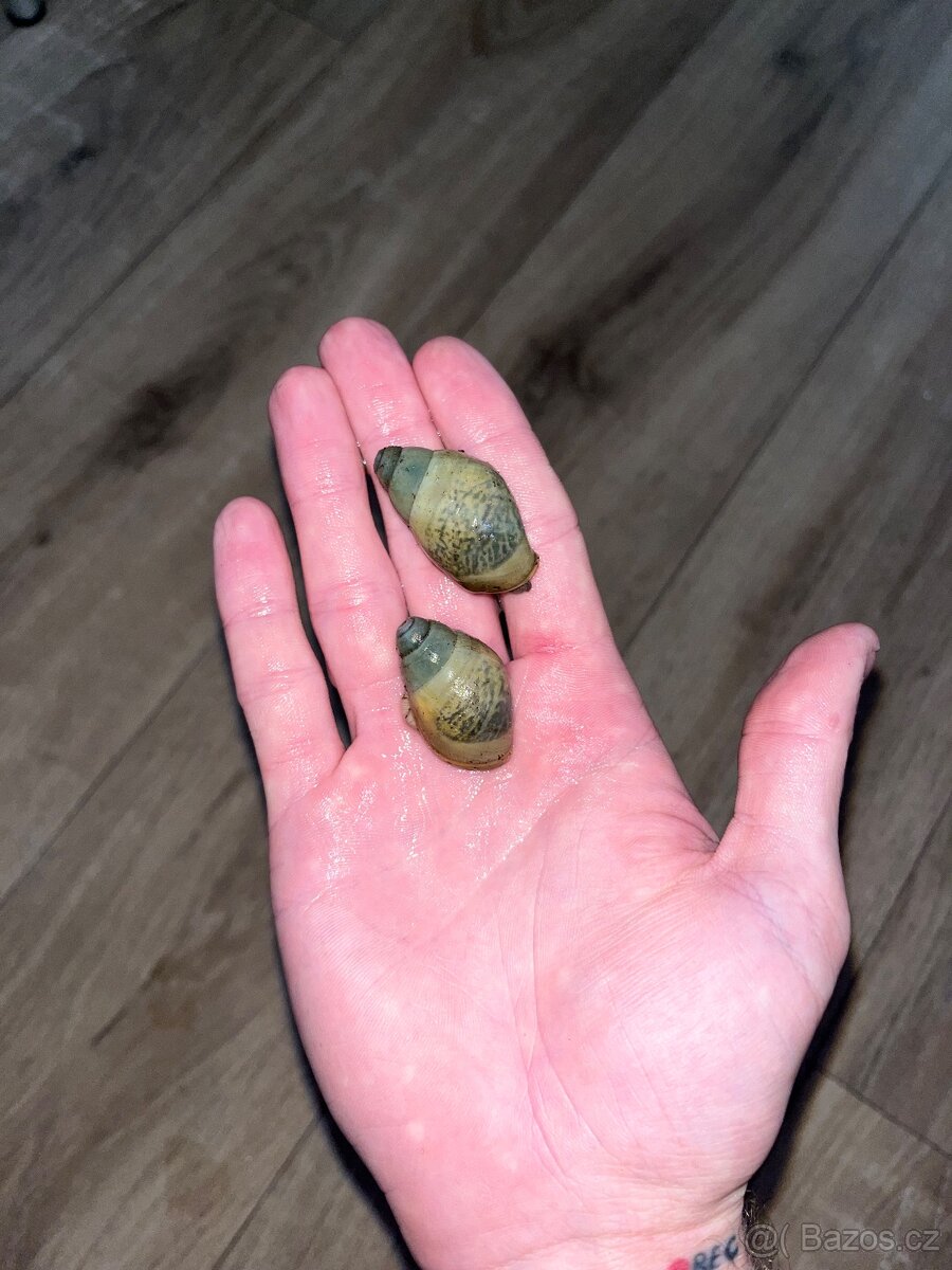 Africký šnek a vše potřebné pro ně - 3